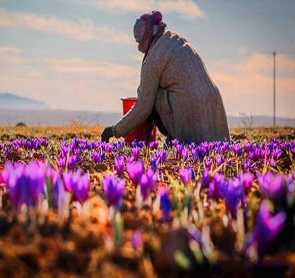 藏红花收获季：藏红花出口至60国